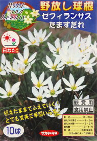 【野放し球根】ゼフィランサス　たますだれ【サカタの球根】（日なた向き）10球