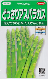 アスパラガス【ウェルカム】定番品種