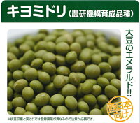アオダイズきよみどり