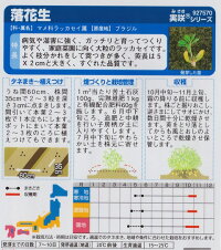 袋裏→クリックして拡大