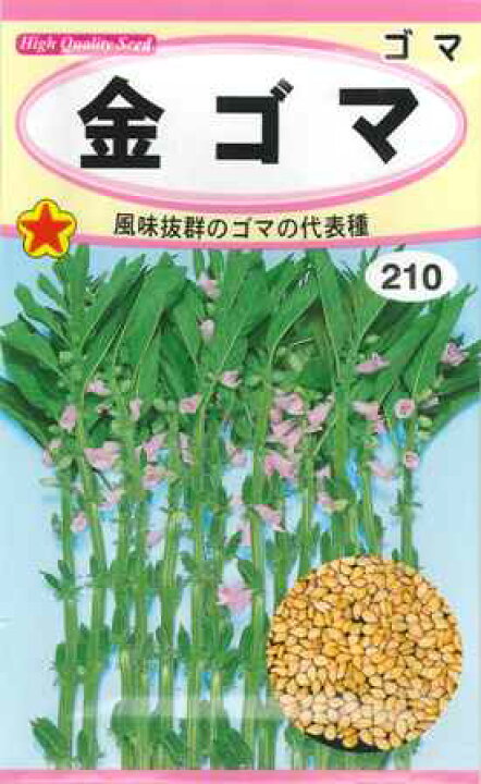 楽天市場 ごま 金ゴマ トーホク 4ml 野菜種 金ごまの種 春まき Hana Uta 米沢園芸 楽天市場店