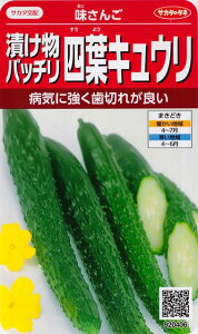 �y�����񂲁z�Е��o�b�`���l�t�L���E�� �y�T�J�^�̃^�l�z�i18���j��؎�[�t�܂�] 920406