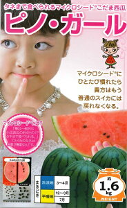 �y�X�C�J�z�s�m�E�K�[�� �y�i���g��z�z5���t�܂���؎�