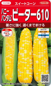 遅くまでまけるピーター610【サカタ交配】サカタのタネ