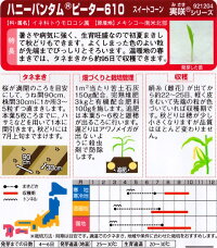 袋裏→クリックして拡大