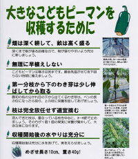 大きなこどもピーマンを収穫するために