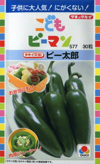 ピー太郎(タキイ種苗)タキイ交配
