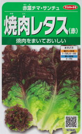 【赤葉チマ・サンチュ】焼肉レタス（赤）【サカタのタネ】（2.5ml）かきチシャ/野菜種[春まき][秋まき]923685