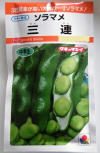 ソラマメ〜三連(タキイ育成)