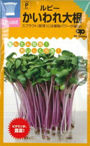 yXvEgzr[卪y̎zi25mlj؎