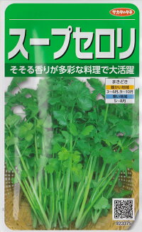 スープセロリ