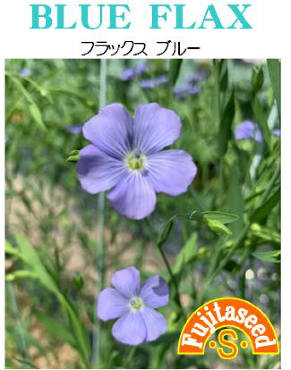 楽天市場 ワイルドフラワー フラックスブルー 一年草 藤田種苗 1ml 春秋まき Hana Uta 米沢園芸 楽天市場店