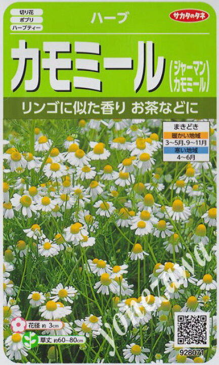 楽天市場 ハーブの種 カモミール ジャーマンカモミール サカタのタネ 0 9ml 耐寒性一年草 春まき 秋まき Hana Uta 米沢園芸 楽天市場店