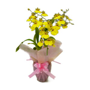 IVW[ AnCiK A[` 1{2728-40381