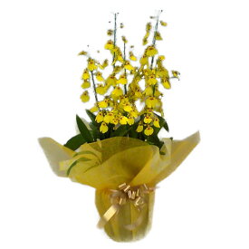 オンシジューム アロハイワナガ 直立 5本立ちonc-al-5