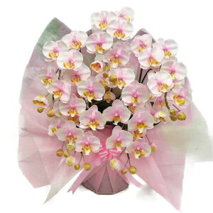  G} Ӓ ~fB STCY sN(isN) 5{