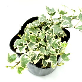 楽天市場 ヘデラ 花 観葉植物 花 ガーデン Diy の通販