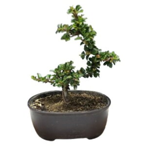yԂȂz RglAX^[ z]^X exjV^f Cotoneaster horizontalis eghf  4 25cm JԃTCY(BS)