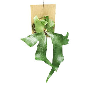 v`ZE Xe}A Platycerium stemaria  ؕt 35cm