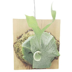 v`ZE Of Platycerium grande  ؕt 35cm