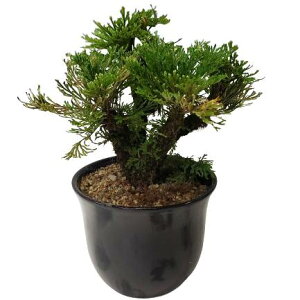 ZWl ^}XVi Selaginella tamariscina eCqof   5 30cm 
