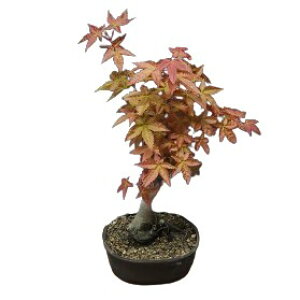 【花なし株】 エイサー パルマタム ‘出猩々’ Acer palmatum ‘Deshoujou’ 原種 4号鉢 25cm 開花サイズ(BS)