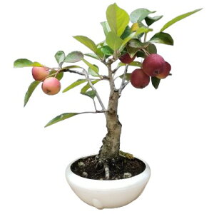 【花なし株】 マルス パープレア ‘レモイネ’ Malus x purpura ‘Lemoiner’ 原種 4号鉢 25cm 開花サイズ(BS)