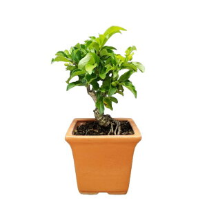 【花なし株】 セラストラス オービキュラタス ‘ツルウメモドキ’ Celastrus orbiculatus ‘蔓梅擬,’ 原種 4号鉢 25cm 開花サイズ(BS)