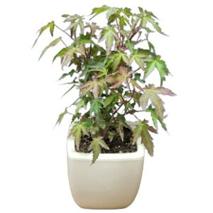 GCT[ p}^ eJGff Acer palmatum ef ~W