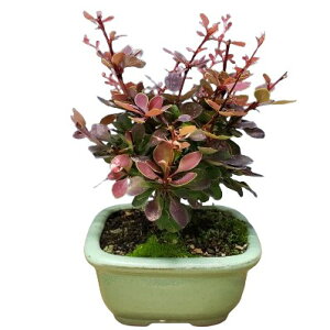 yԂȂz xxX cxM[ exjMf Berberis thunbergii egږ؁f  4 25cm JԃTCY(BS)