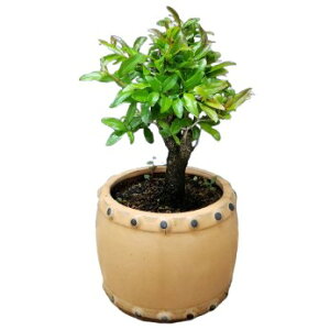 yԂȂz vjJ Oi^(aUN) Punica granatum  4 25cm JԃTCY(BS)