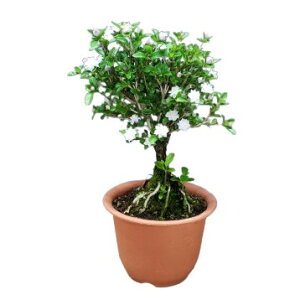 yԂȂz ZbT W|jJ(d甒ԃGULnN`EQ) etHvmf Serissa japonica eFlore Plenof  4 25cm JԃTCY(BS)