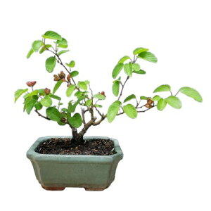 【花なし株】 ベルケミア ラセモサ(クマヤナギ) Berchemia racemosa 原種 4号鉢 25cm 開花サイズ(BS)