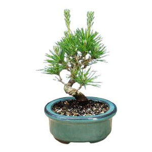 yԂȂz siX cxM[(~JN}c) Pinus thunbergii  4 25cm JԃTCY(BS)