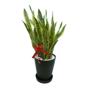 TZxA 10 ۔ 󂯎Mt ZA[g ΃}`O ϗtA