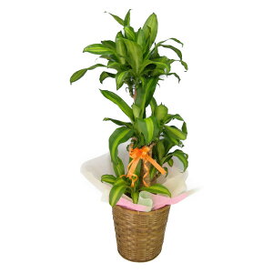 ϗtA K̖ hZi tOX }bTQAi 8  󂯎Mt uEoXPbg 100-120cm ^ ^ CeAO[ Mtgkanyo-ma-08sb
