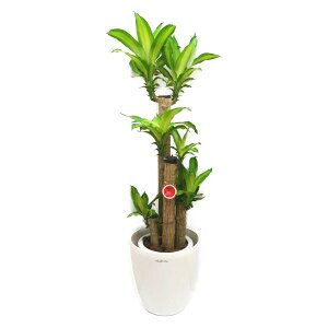ϗtA K̖ hZi tOX }bTQAi 8 X^[|bg 󂯎Mt 100-120cm ^ ^ CeAO[ Mtgkanyo-ma-08wr