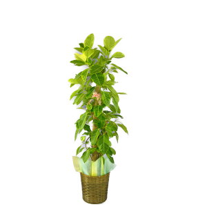フィカス 大型 10号 観葉植物の人気商品 通販 価格比較 価格 Com