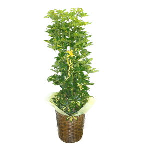 ϗtA VFt zR  J|bN 10  󂯎Mt uEoXPbg 150`180cmx ^ CeAO[ Mtg ɋschgfflera-hu-10
