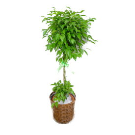 楽天市場 ゴムの木 種類 植物 ベンジャミン 花 ガーデン Diy の通販