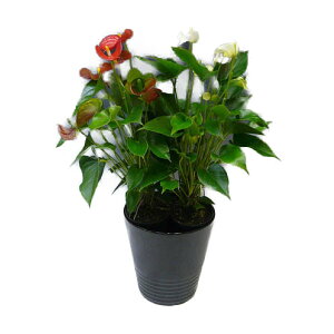 ϗtA AXE g2FA 8 픫 ۔ 󂯎Mt 70`80cmx ^ ^ CeAO[ Mtg (AX[) 썑 gsJ2201-26806