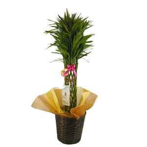 観葉植物 ドラセナ 花の人気商品 通販 価格比較 価格 Com 観葉植物 ドラセナ 花の人気商品 通販 価格比較 価格 Com