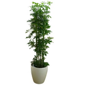 観葉植物 シェフレラ ホンコン カポック 10号鉢 白ラスターポット 受け皿付き 高さ150〜180cm程度 大型 インテリアグリーン ギフト 寒さに強い1636-27383