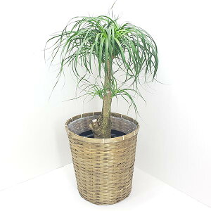 観葉植物 大型の人気商品 通販 価格比較 価格 Com