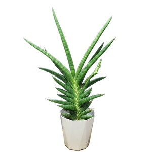 �y�ԂȂ����z �T���Z�x���A �V�����h���J �e���g���P�j�A�f Sansevieria cylindrica �eMotum Kenya�f ���� 5���� 40cm *
