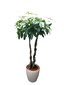 ϗtA pL  3{˂2{ 10 X^[|bg 󂯎Mt 140`160cmx ^ CeAO[ Mtg