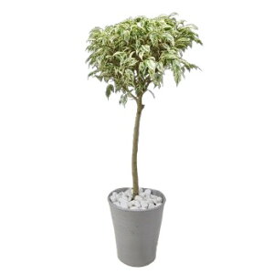 【花なし株】 フィカス ベンジャミナ ‘スターライト’ ficus benjamina ‘Star Light’ 7号陶器鉢 白石付き 原種 7号鉢 80cm *