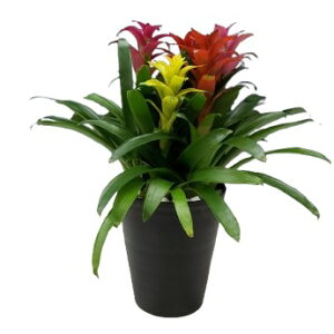 【花付き株】 グズマニア Guzumania ミックス 3色5本寄せ 黒丸鉢皿付き 10号鉢 60cm 開花サイズ(BS)