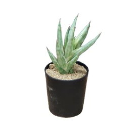 【花なし株】 サンセベリア フランシシー ‘バリエガータ’ Sansevieria francisii ‘Variegated’ 原種 2.5号セラ鉢 15cm 小型