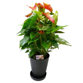 観葉植物 アンスリウム 赤 Anthurium10号鉢(尺鉢)(特大サイズ) 黒丸鉢 受け皿付き セラアート鉢 ギフト対応